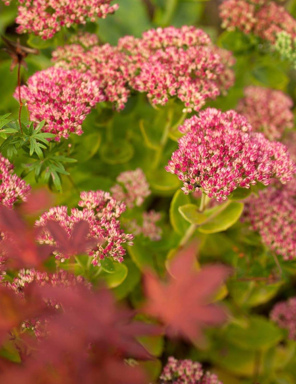 Komeamaksaruoho kukkii pakkasiin asti. Sen lakastuvat kukkavarret saavat jäädä talventörröttäjiksi.