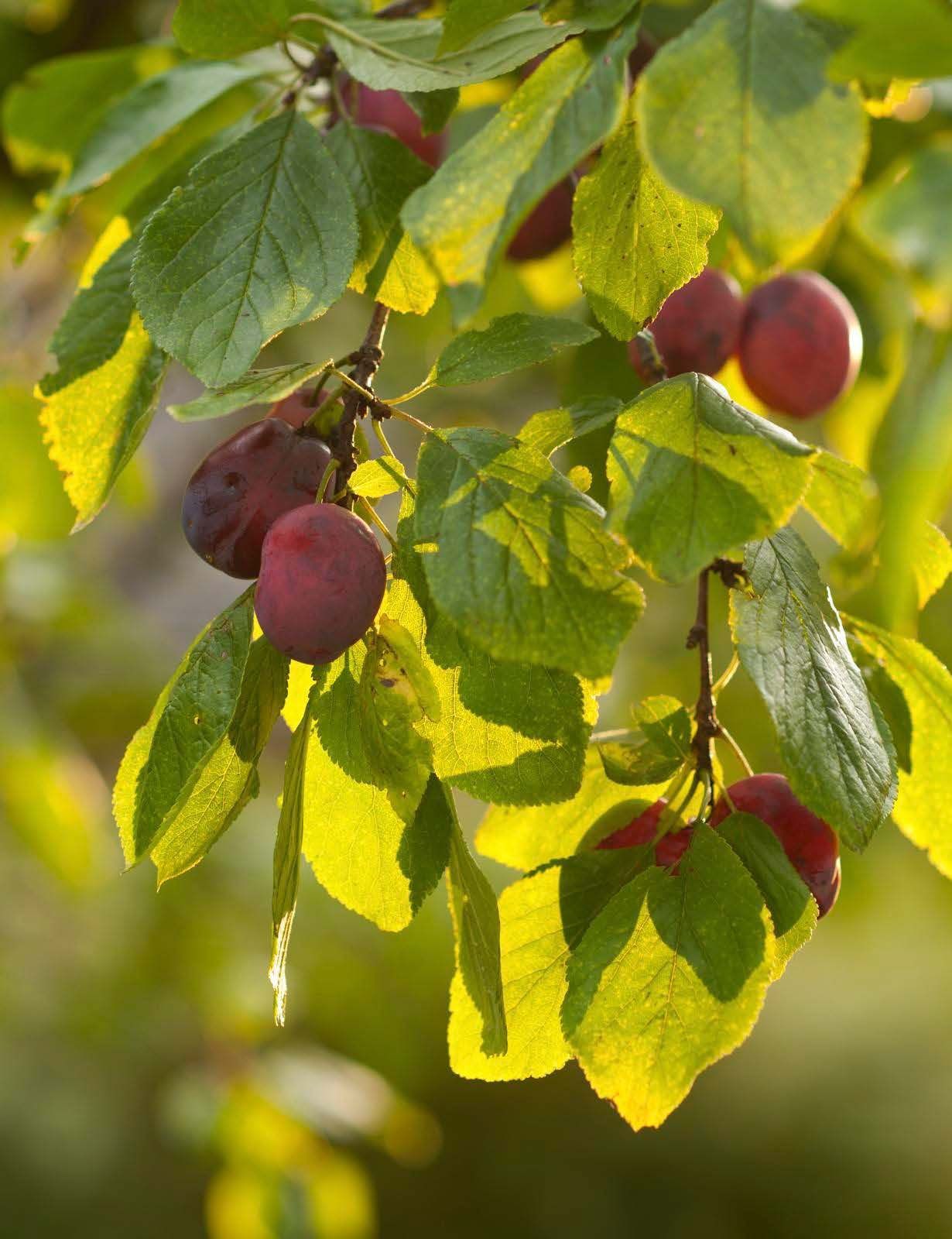 Luumu on itsepölytteinen, mutta antaa paremmin satoa, jos sen lähellä kasvaa toinen luumulajike. ’Kuntalan punaluumun’ hedelmät ovat makeita.