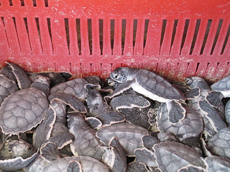 Cancunissa kilpikonnanpoikaset päästetään illalla rannalta mereen.