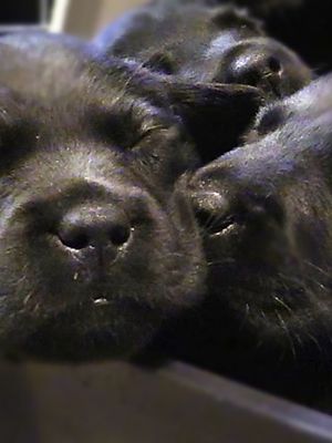 KK Elli ja sisarukset nukkumassa