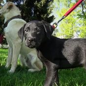 KK Elli ja Viilipytty Bart