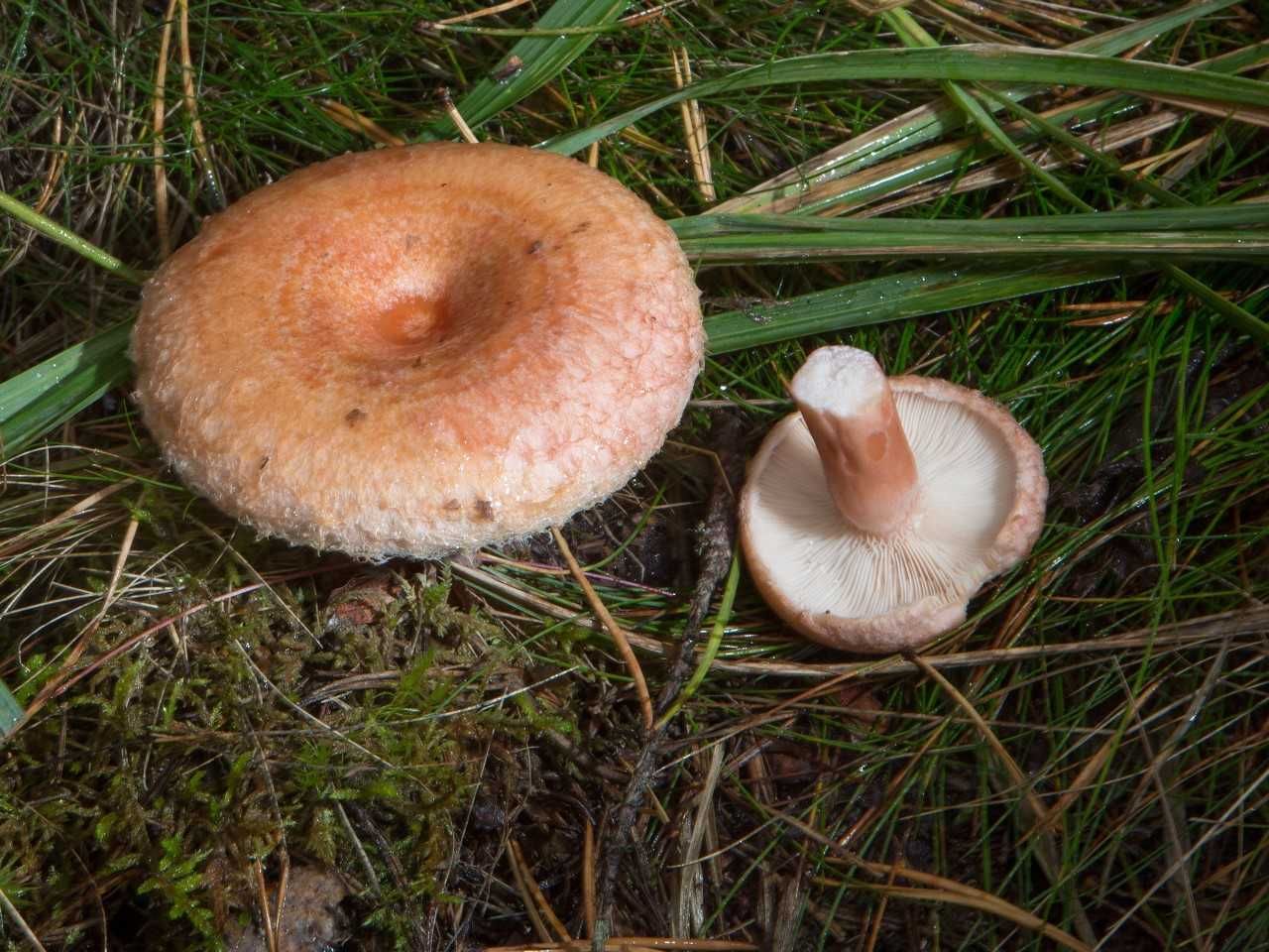 Karvarouskua keitetään kymmenen minuuttia lähinnä kirpakan maun miedontamiseksi. Myrkyllinen se ei ole keittämättäkään, mutta herkimmät voivat saada vatsanväänteitä. Kuva: Pete Aarre-Ahtio.