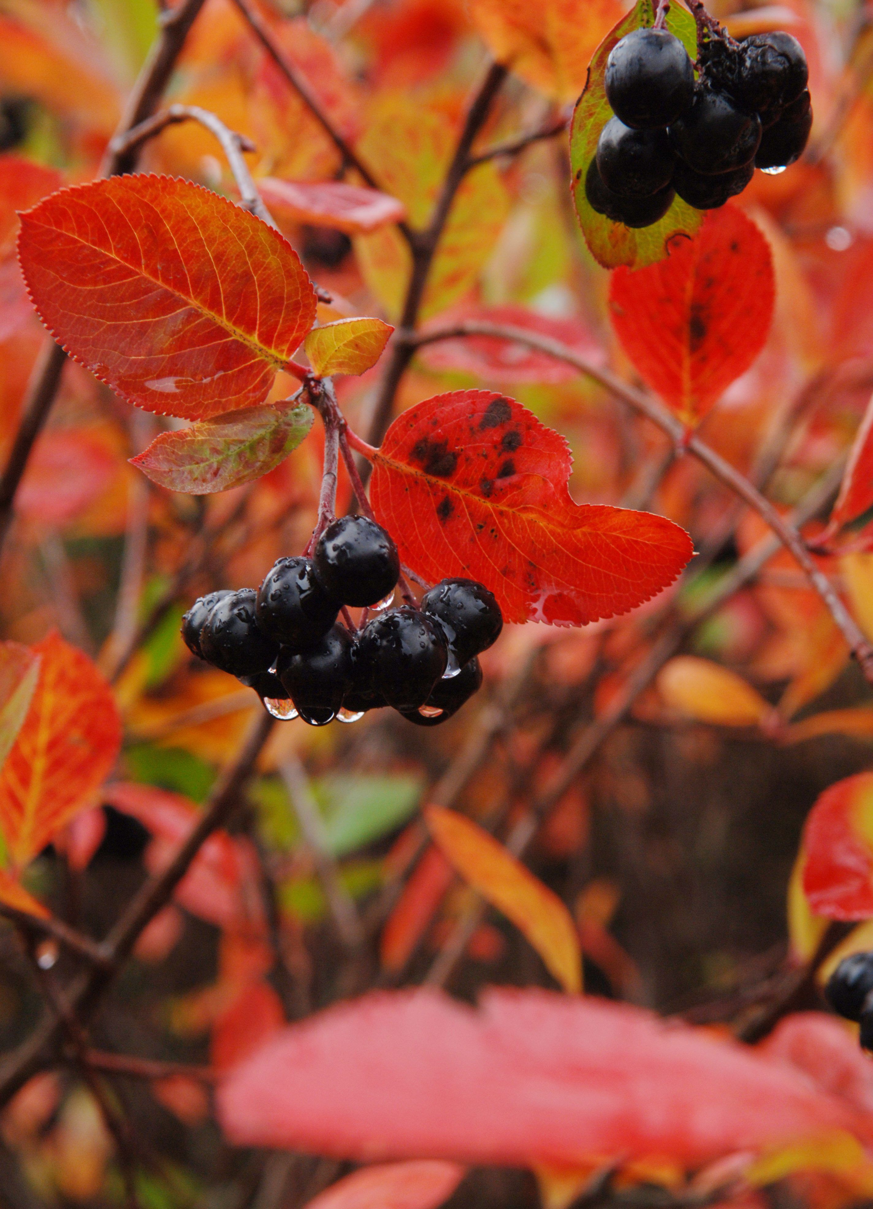 Aronian tummat lehdet saavat syksyllä hehkuvanpunaisen ruskan. 