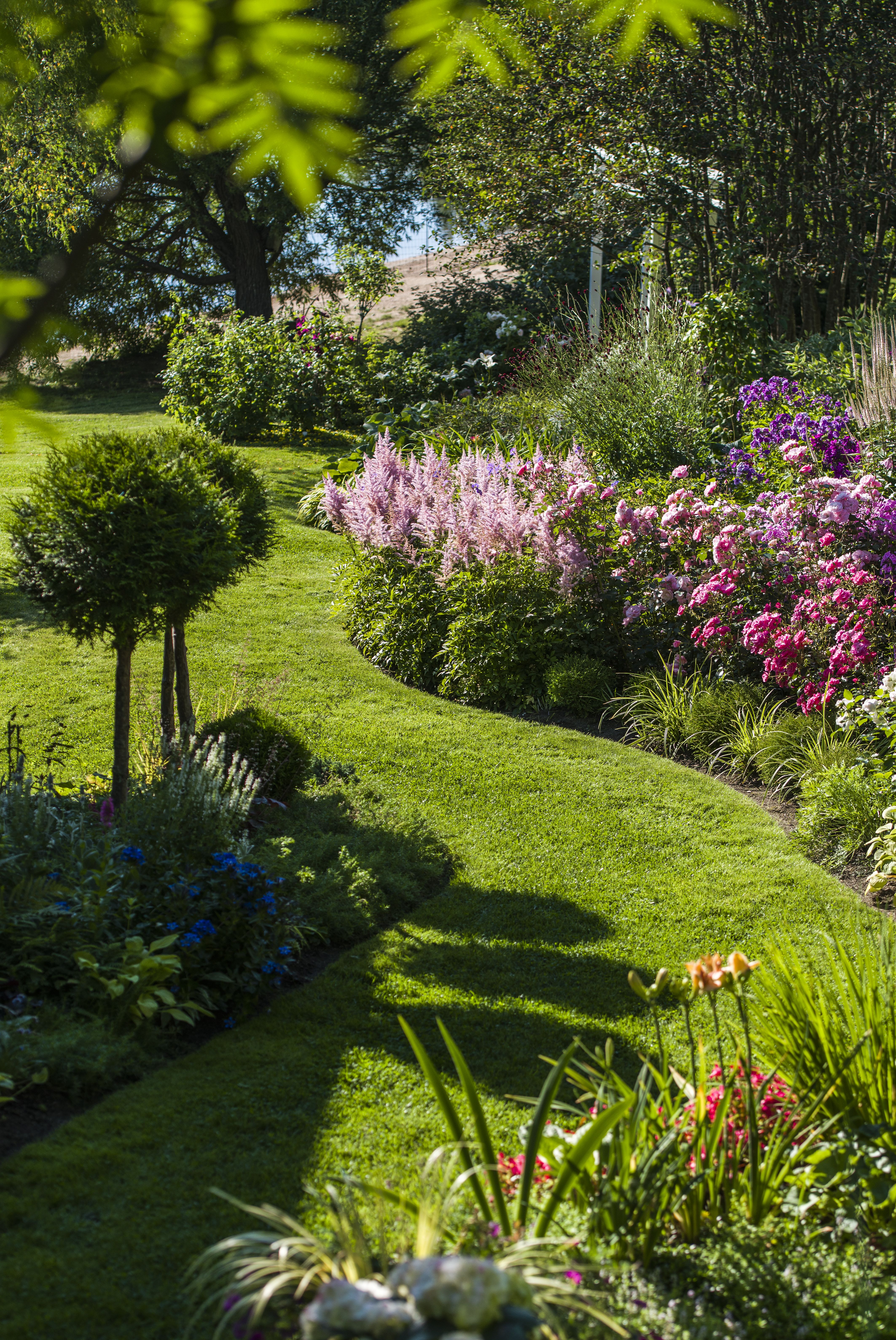 Vuosien kokemus auttaa Seijaa ja Joukoa ottamaan kulkureitit ja korkeuserot huomioon. Vasemmalla kasvaa sininen törmäkatkero ja Brabant-tuijia. Reunakasveina oikealla näkyy japaninsara Ice Dance, pallotuija Tiny Tim ja jaloangervo Bremen. Niiden takana kukkivat ruusut Bonica ja Mirato sekä syysleimu Junior Bouquet.