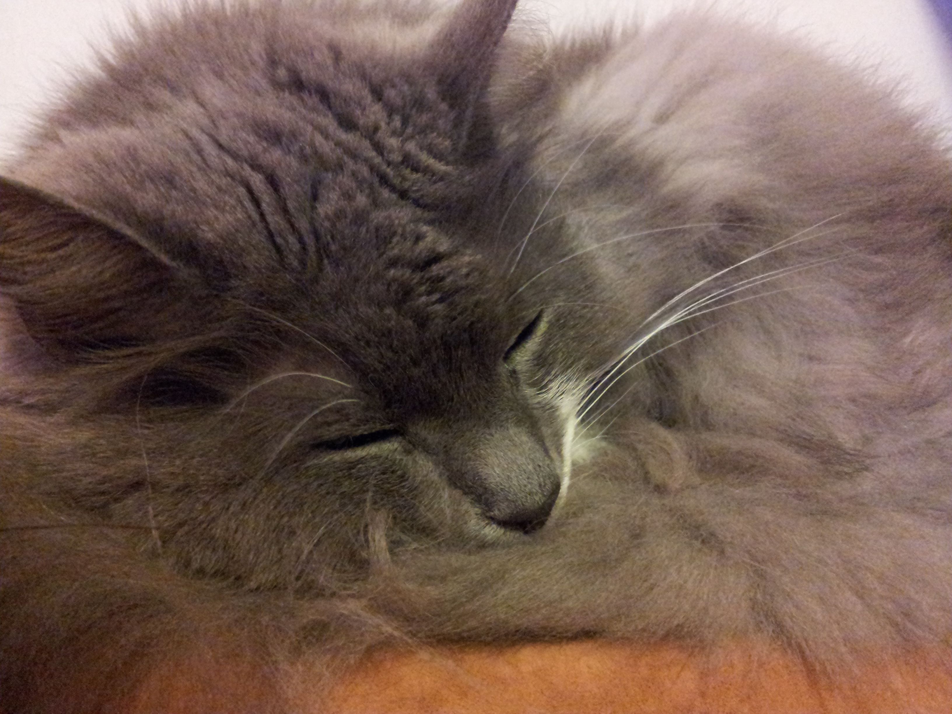 Kun Möykky asui villikissana metsässä, sen turkki vanuttui valtavaksi takkumöykyksi. Uudessa elämässään se hyppää aamuisin vähän ennen kellonsoittoa ihmisensä tyynylle ja kietoutuu karvalakiksi tämän pään ympärille. Möykyn ihminen on toimittaja Tarja Hirvasnoro.