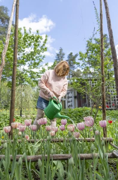 Ani rakastaa puutarhatöitä. ”Taimihomma lähtee meillä aina käsistä. Lapset kutsuvat kotiamme multakodiksi.”