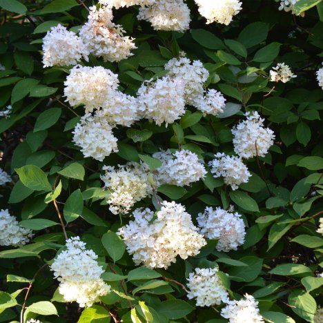 Kukinnot ovat vanhemmiten vaaleanpunaiseen vivahtavia. Kuihduttuaankin ne ovat koristeellisia.