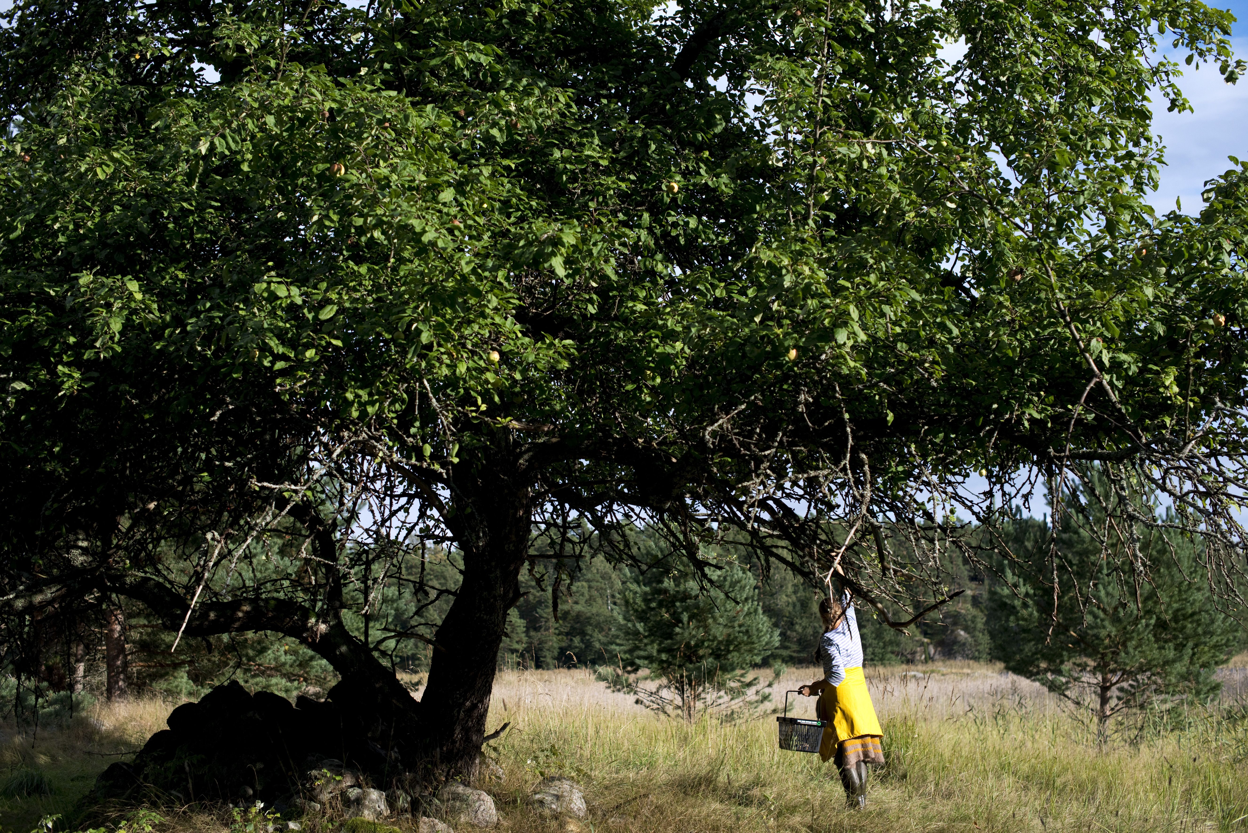 Saaressa on paljon suojeltua luontoa.