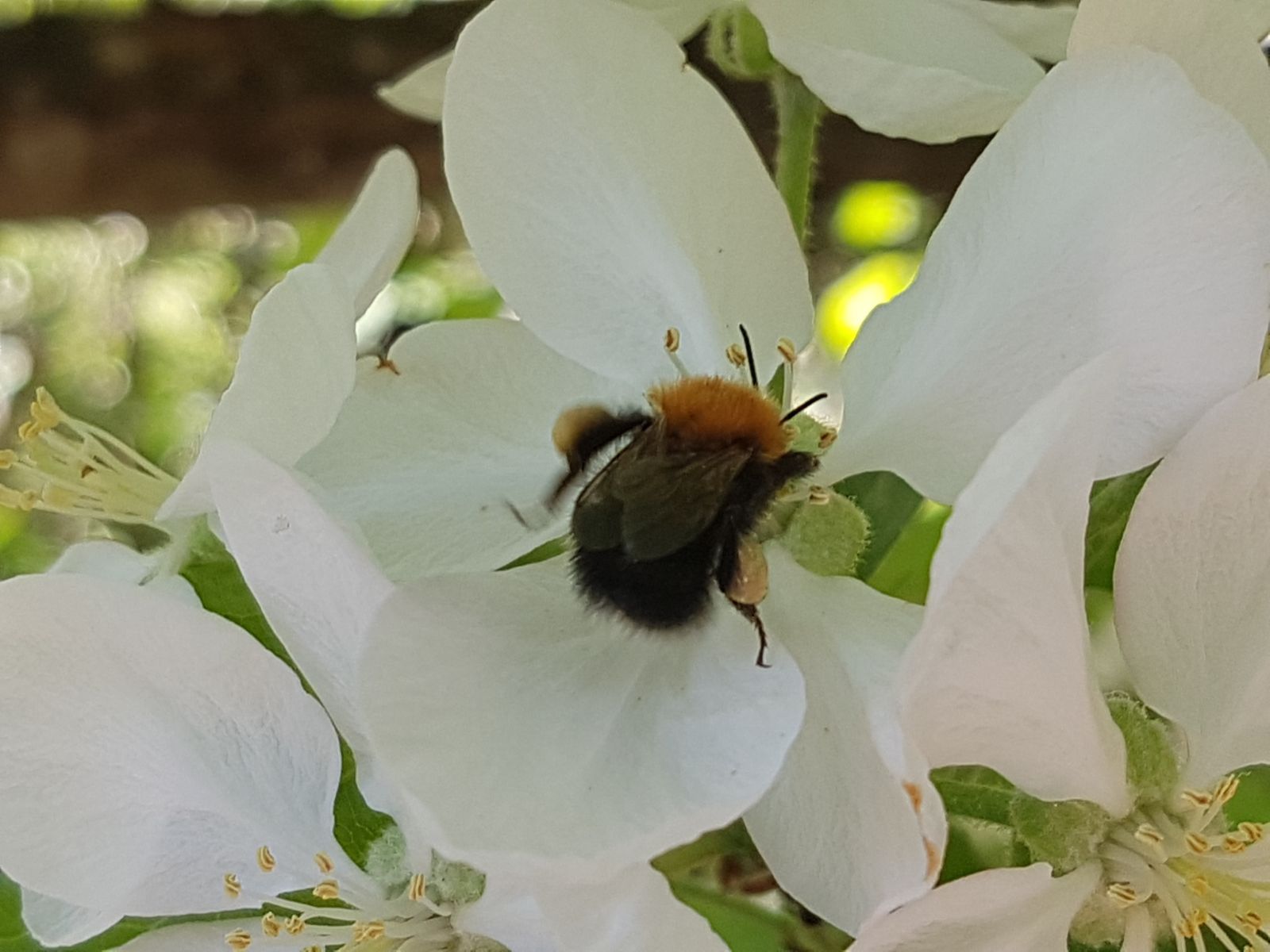 Kimalainen pölyttää vaivojaan säästämättä myös omenankukkia.