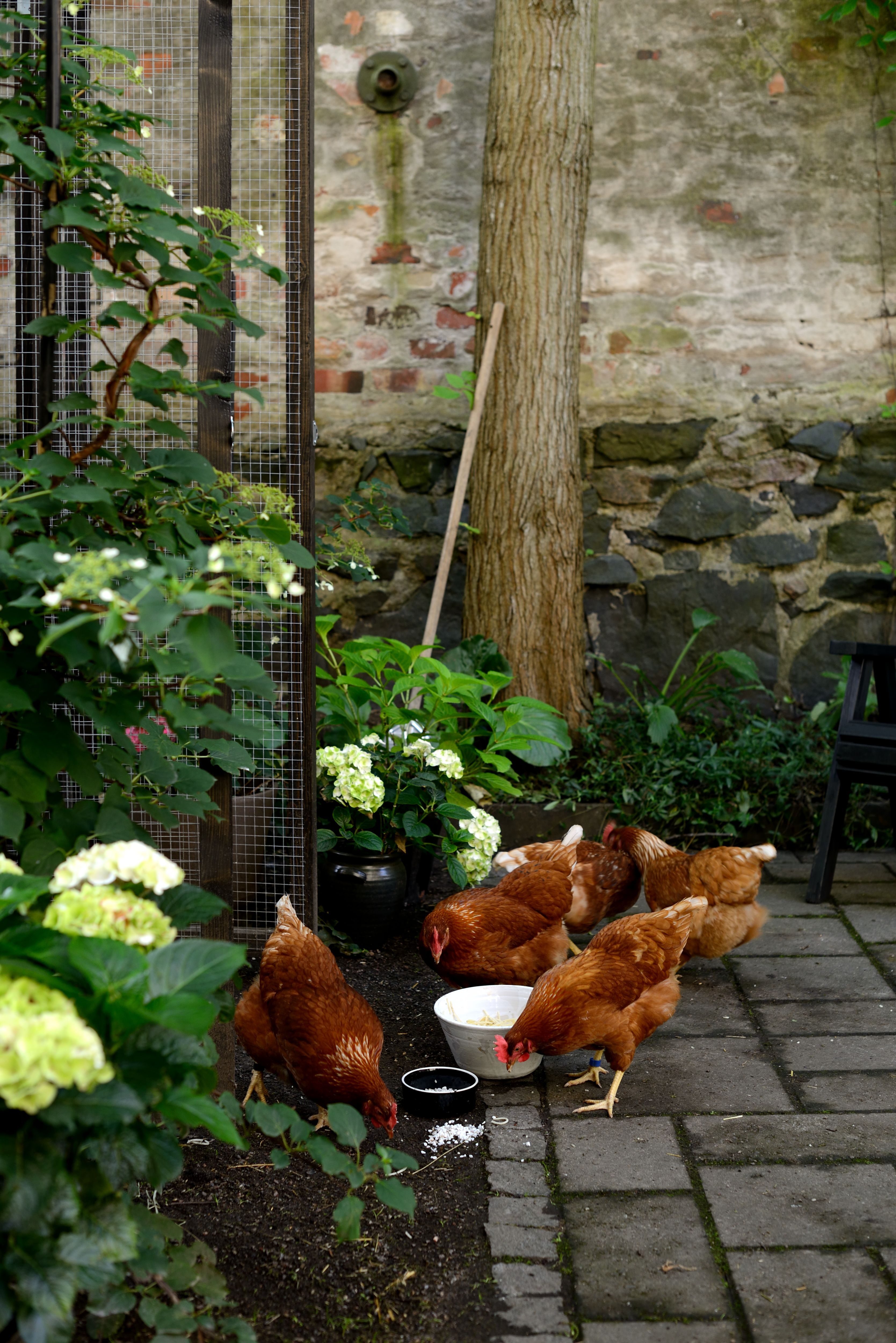 Ennen vanhaan kaupunkipihoilla oli kotieläimiä. Nämä kanat ovat ensimmäisiä Helsingin Ullalinnassa pitkään aikaan. 