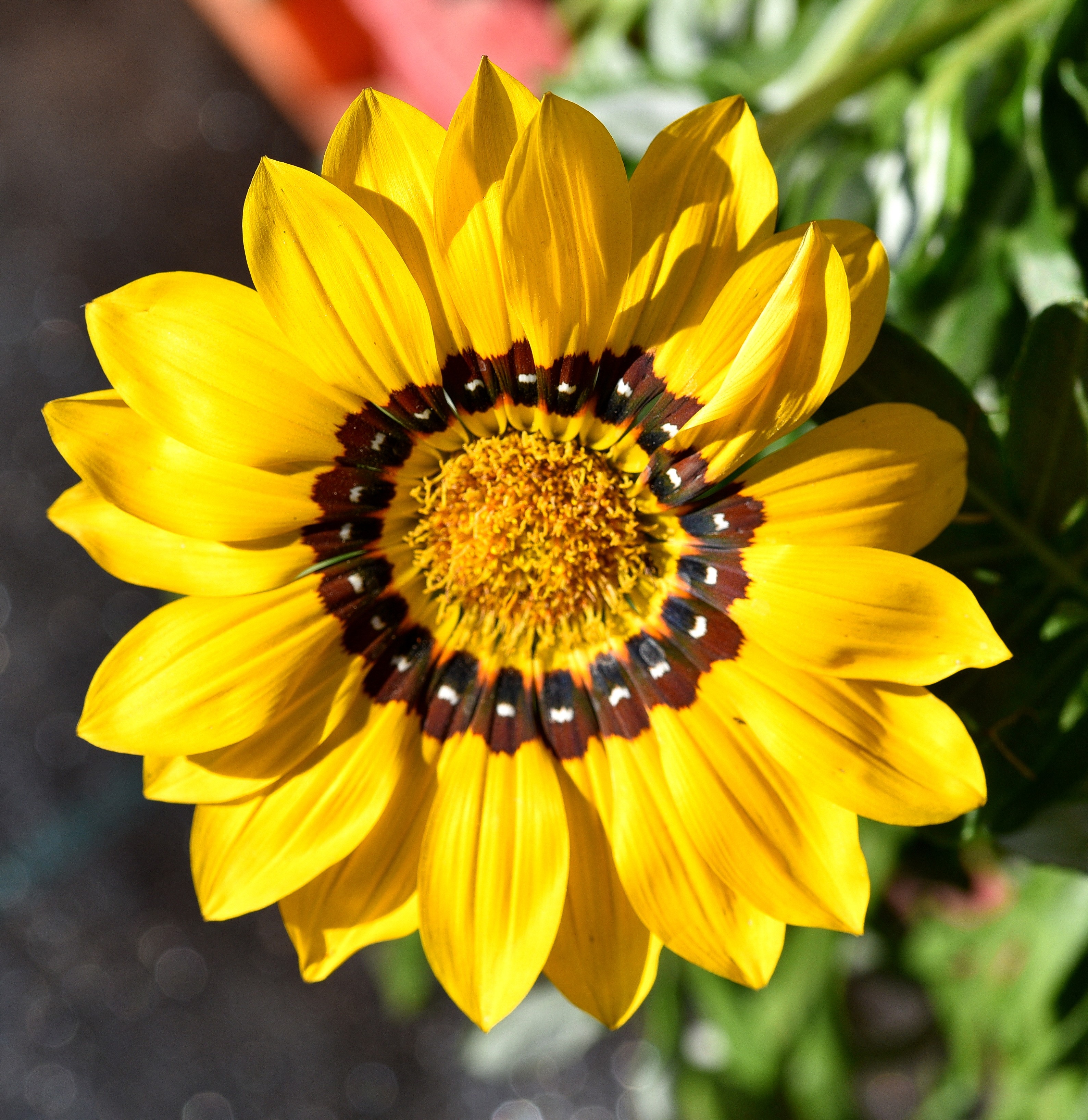 Koe suositut Türin Kukkamarkkinat ja tee puutarhalöytöjä!