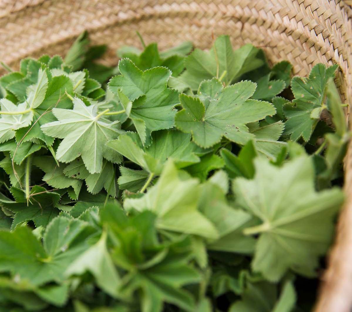 Nuoret poimulehdet sopivat salaatteihin.