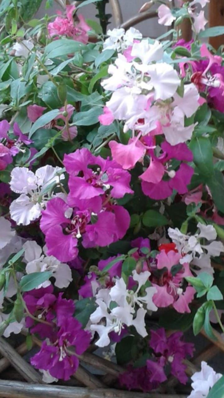 ”Klarkia eli komea silkkikukka. Kuistilla kukkii, pihassa ei.” - Mammu Tuunanen