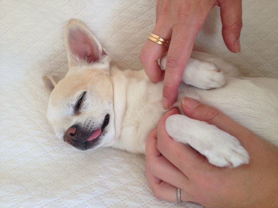 Uskaltaisin väittää, että Topi eli onnellisen koiranelämän.