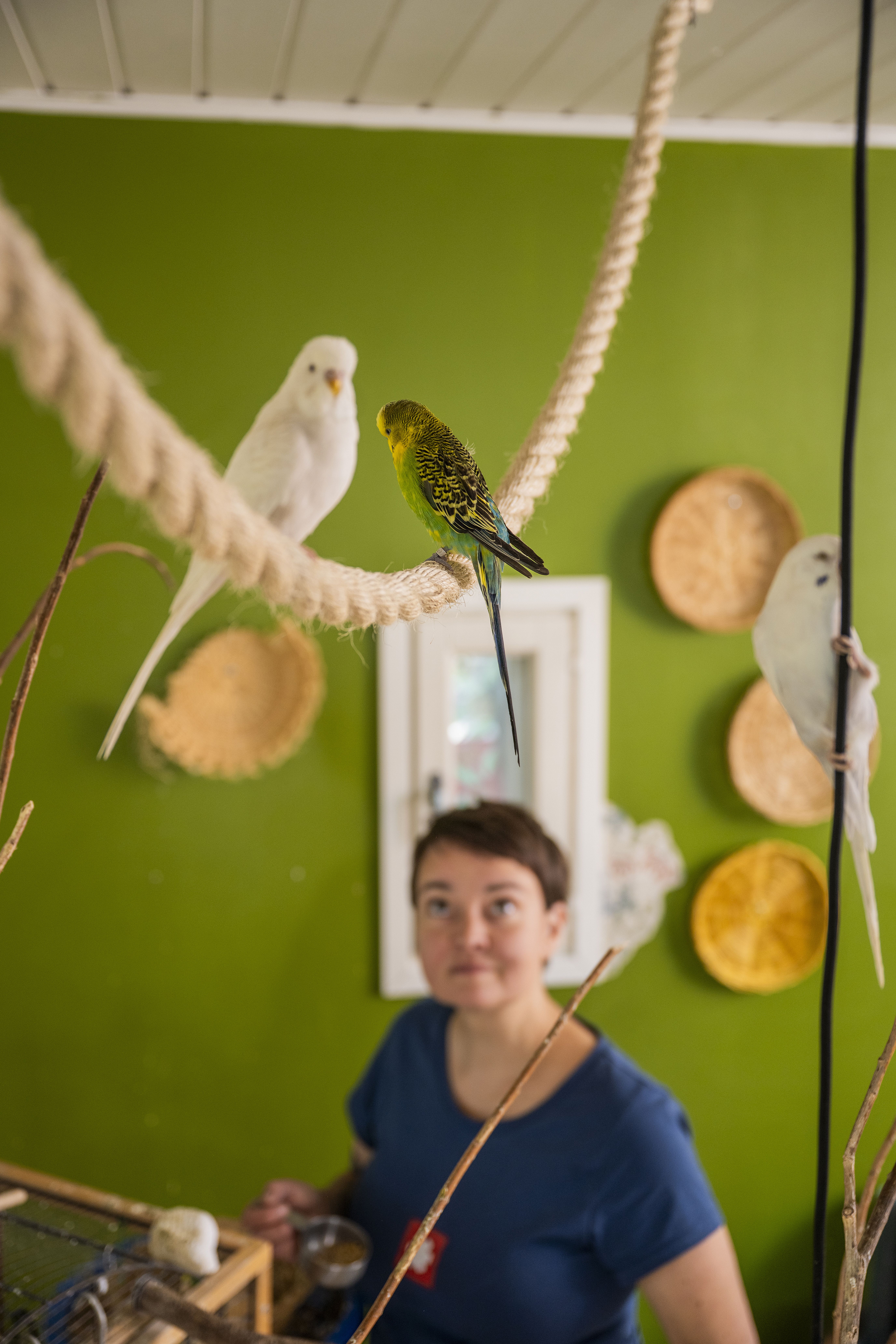 Pauliinalla on kotonaan myös rescue-undulaatteja. Ne lentelevät huoneistossa vapaina. Pauliina ei halua sulkea häkkiin lintuja, jotka luonnossa saattaisivat lentää satoja kilometrejä päivässä.