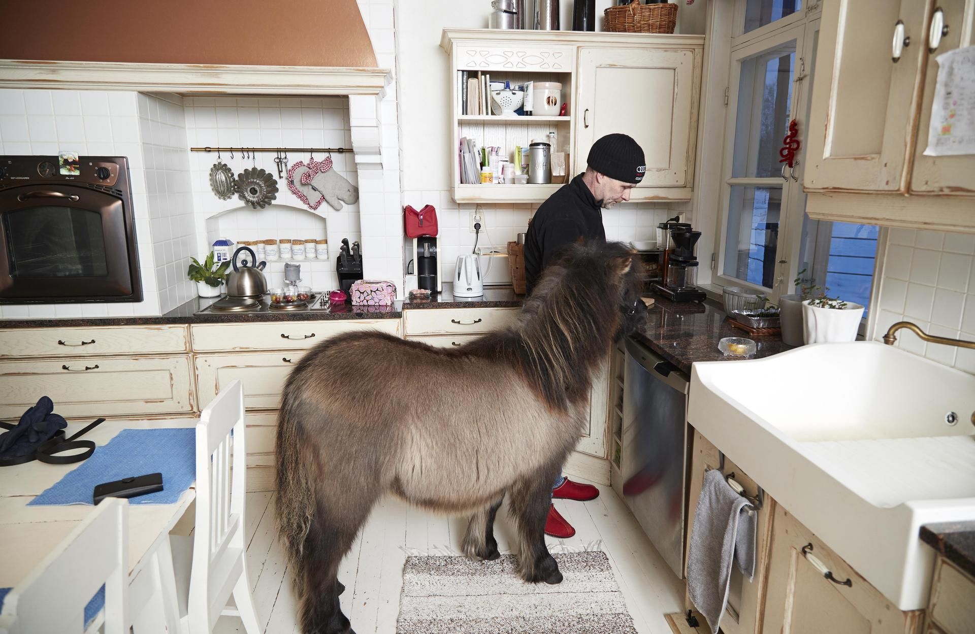 Shetlanninponivarsa Alfons van Vitikkala tarkkailee, putoaako Juhanilta leivänmuruja.