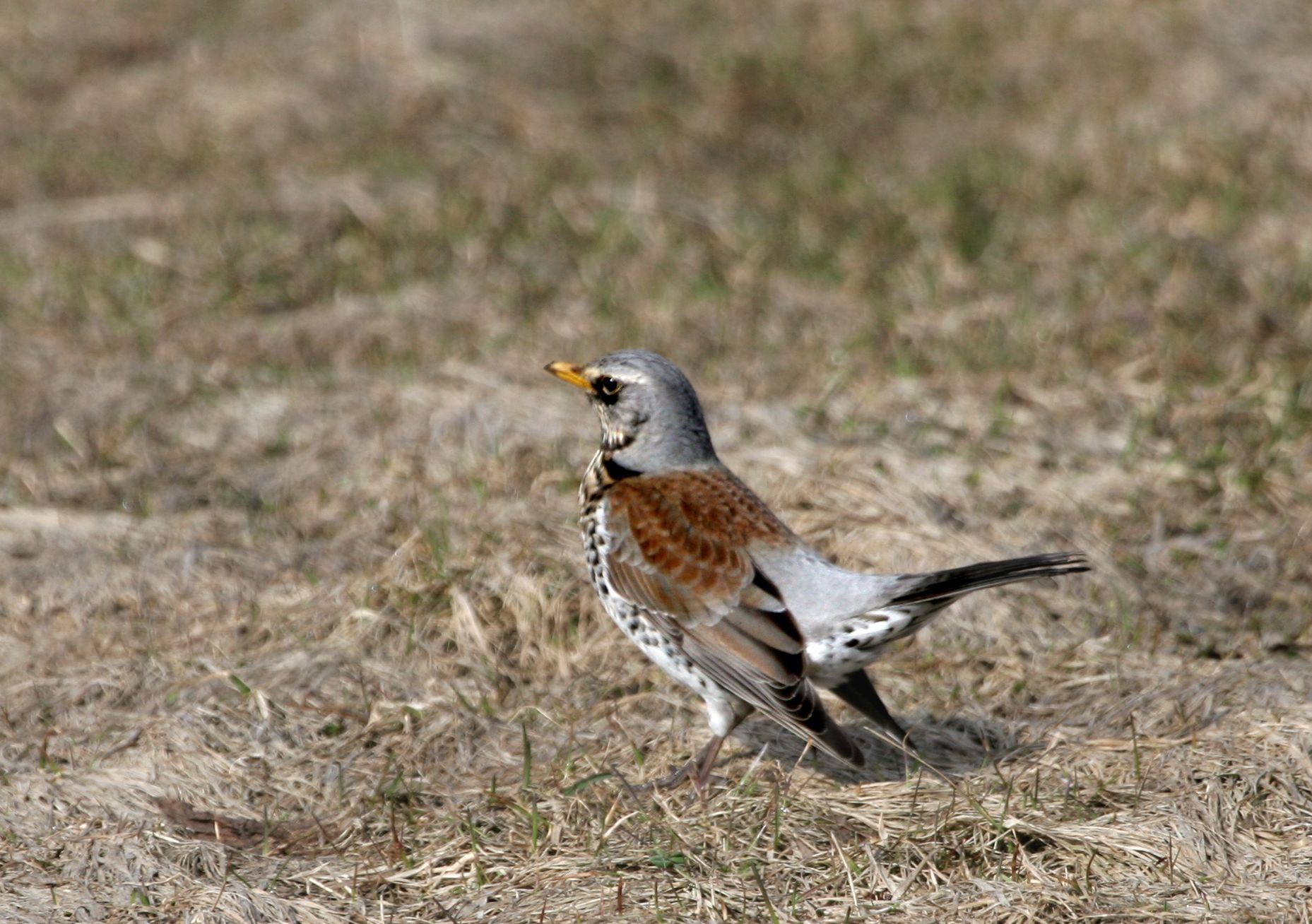 Räkättirastas puolustaa kiivaasti perhettään ja siinä ohessa myös pikkulintujen perheitä.