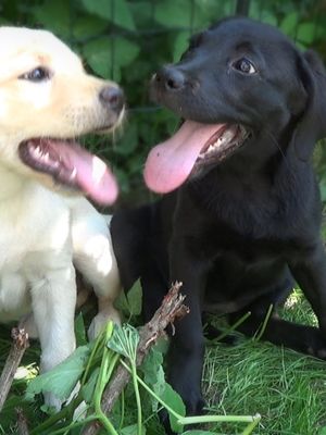 KK Elli hoitaa puutarhaa