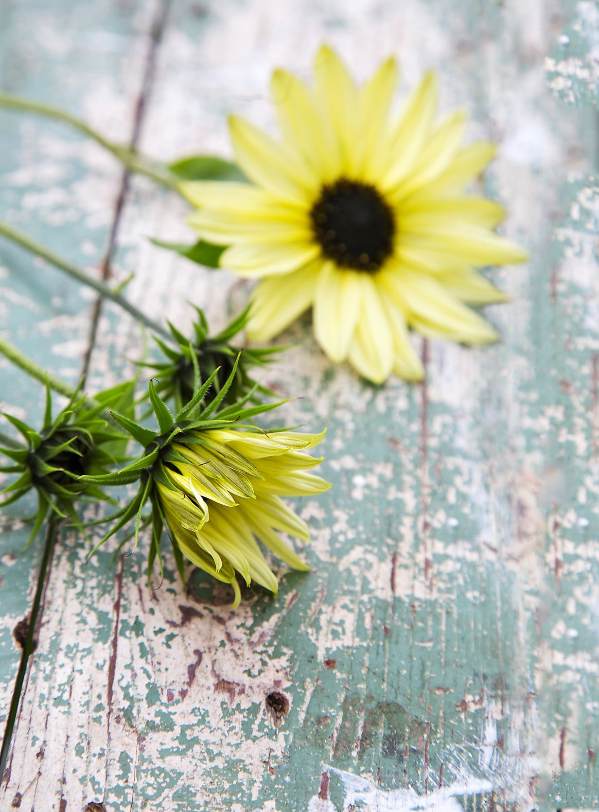 Pikkuauringonkukka Ice Creamin kukat vivahtavat sitruunaan. Kukat ovat pienet, mutta vartta kertyy jopa kaksi metriä. Lajike on siro ja hontelo.