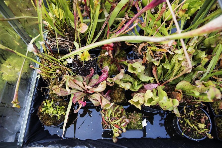 Ulkokasvit kuten kärpäsloukut ja tötterölehdet siirtyivät syksyllä talvehtimaan niitä varten hankittuun jääkaappiin tai suokuoppaan.