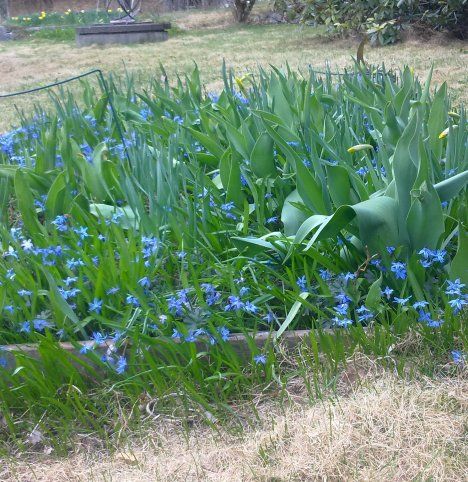 Kevättähti leviää hyvin ja sopii esimerkiksi puiden juurelle.