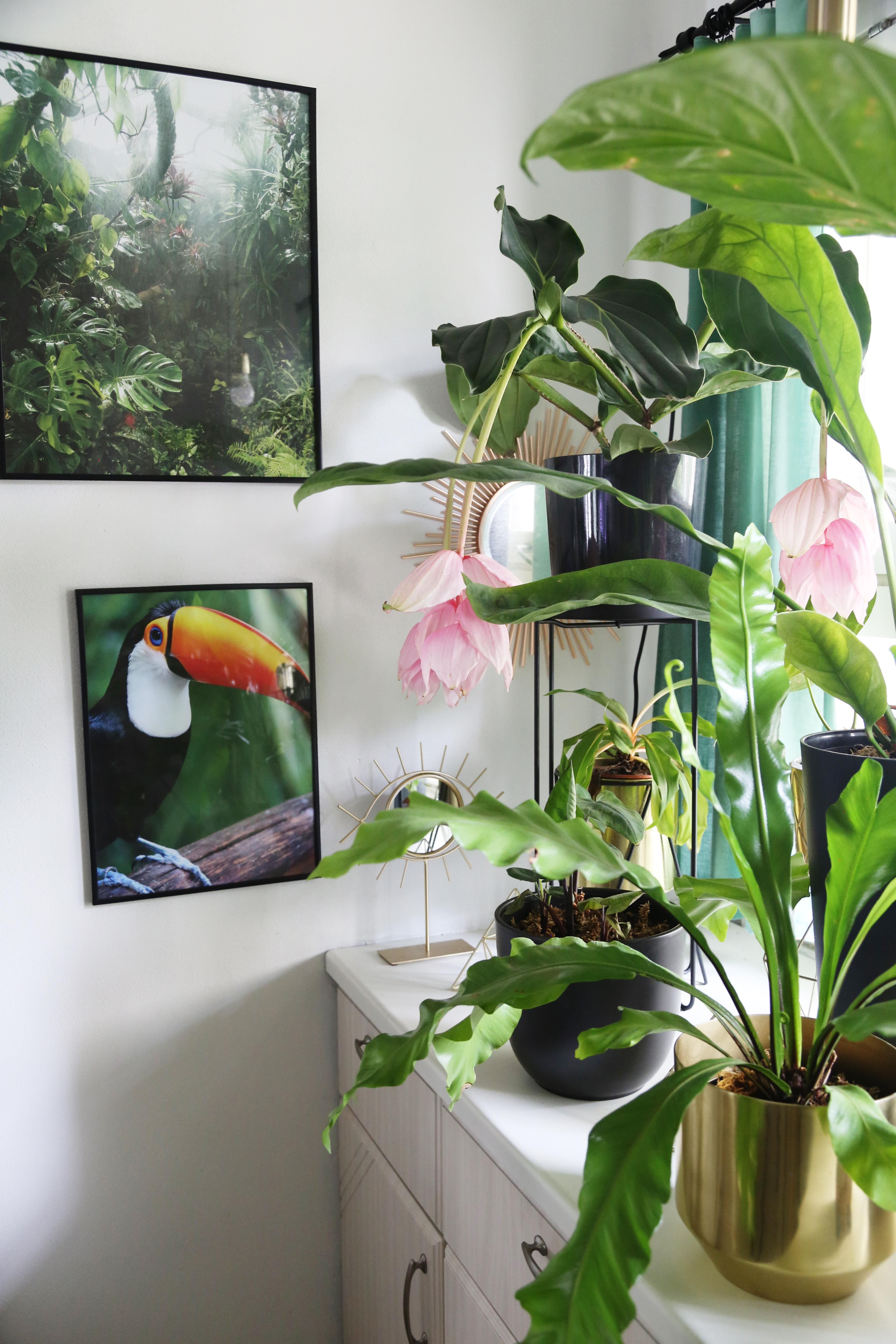 Keittiön ikkuna aukeaa itään päin, jolloin kasvit saavat aamun lempeän valon. Taustalla kukkii medinilla, etualalla pesäraunioinen.