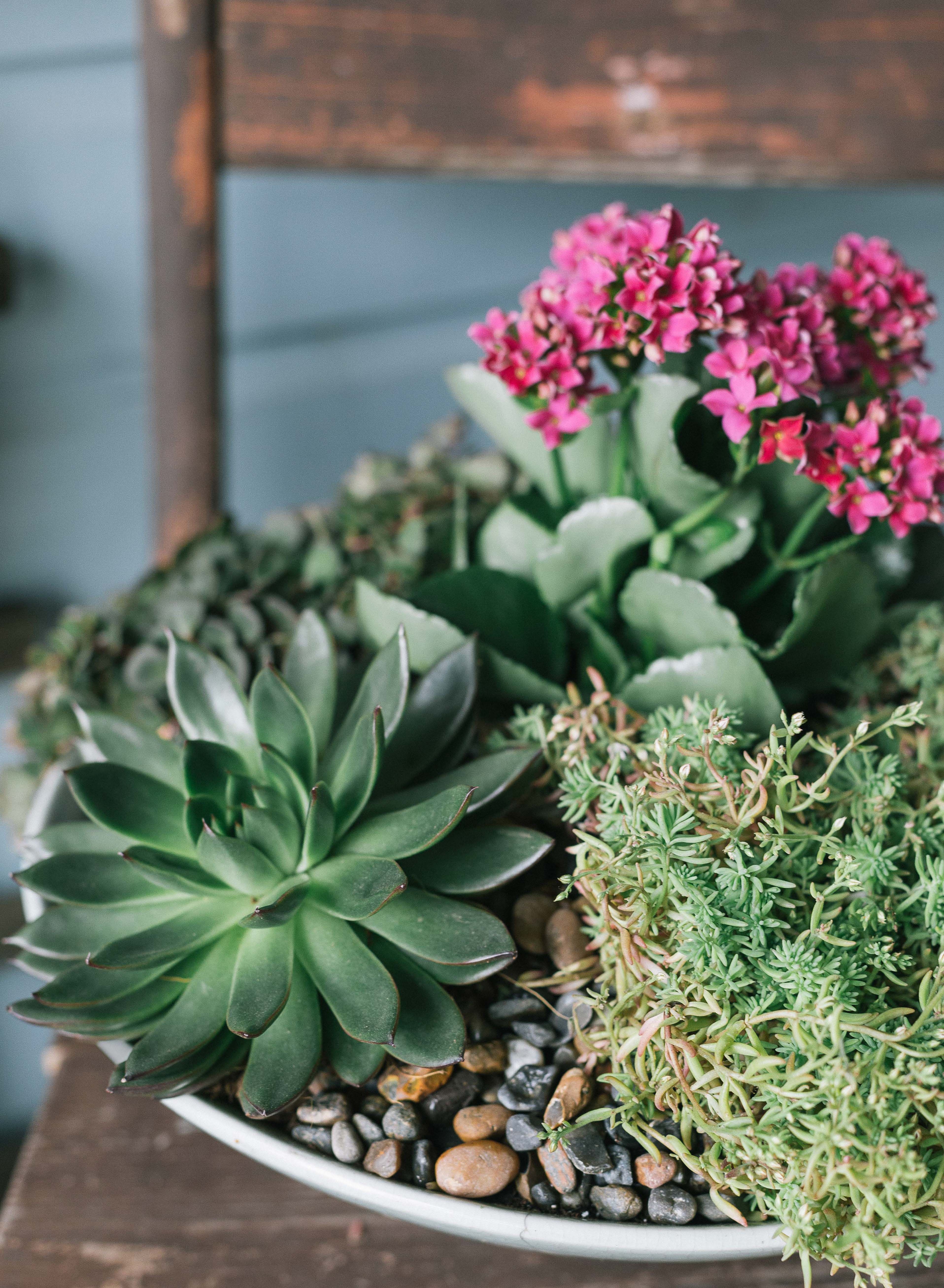 Istuta laakeaan vatiin mehiruusukkeita, maksaruohoja ja tulilatvaa, niin istutuksessa on sopivasti kukkaloistoa sekä värien ja muotojen vaihtelua. Maksaruoho kasvaa rennosti vadin reunojen ylitse.