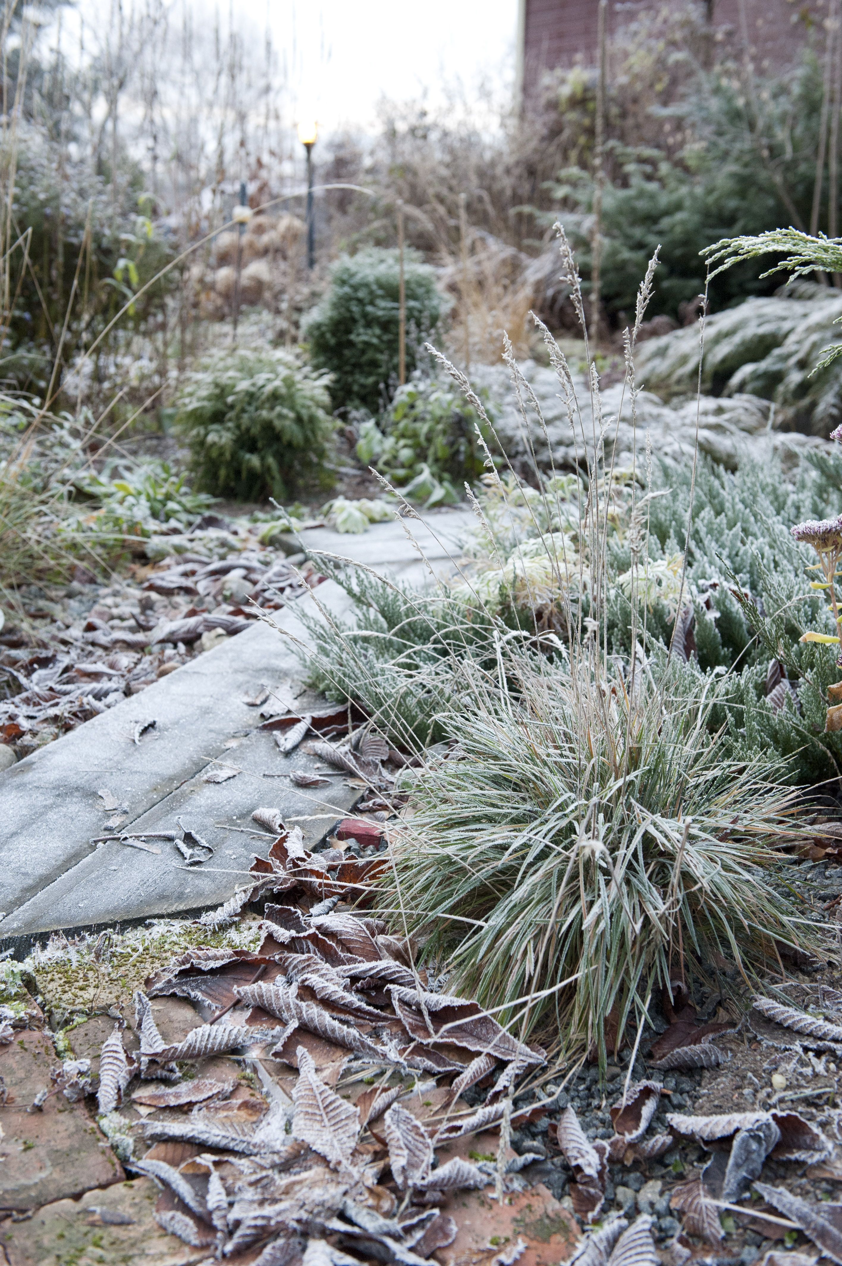 Kun lehdet jättää syksyllä rennon huolettomasti haravoimatta, niiden ravinteet palautuvat maatuessaan maahan.