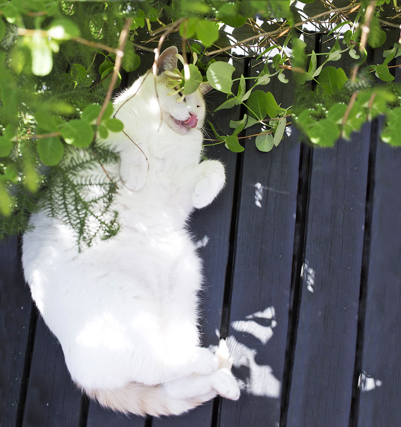 Carmen viettää tyytyväisiä kissanpäiviä lämmössä.