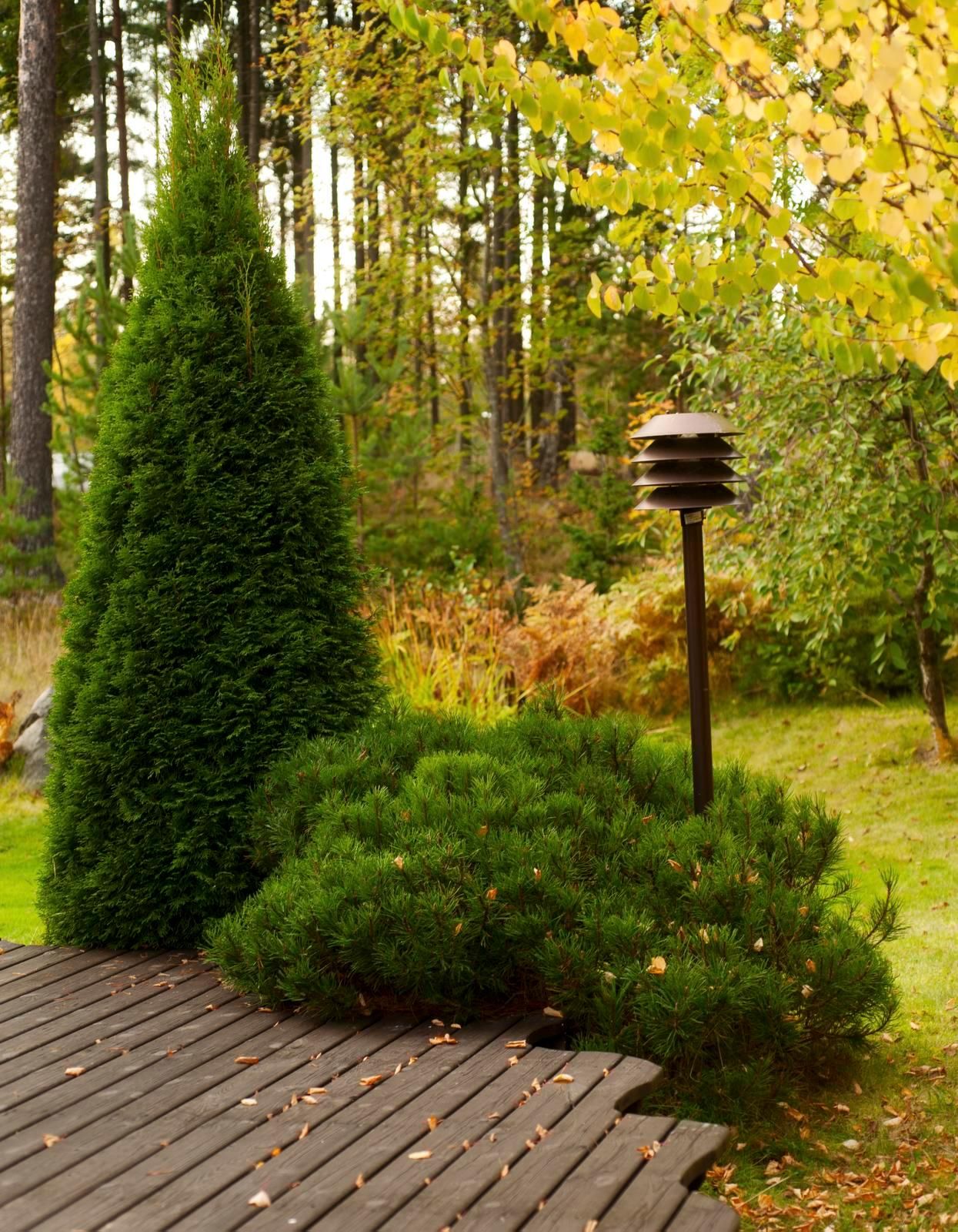 Terassin reunalla kasvavat tuijat ja vuorimännyt. Jotta vuorimännyt pysyvät tiiviinä ja matalina, Satu typistää vuosikasvuja juhannuksen tienoilla.