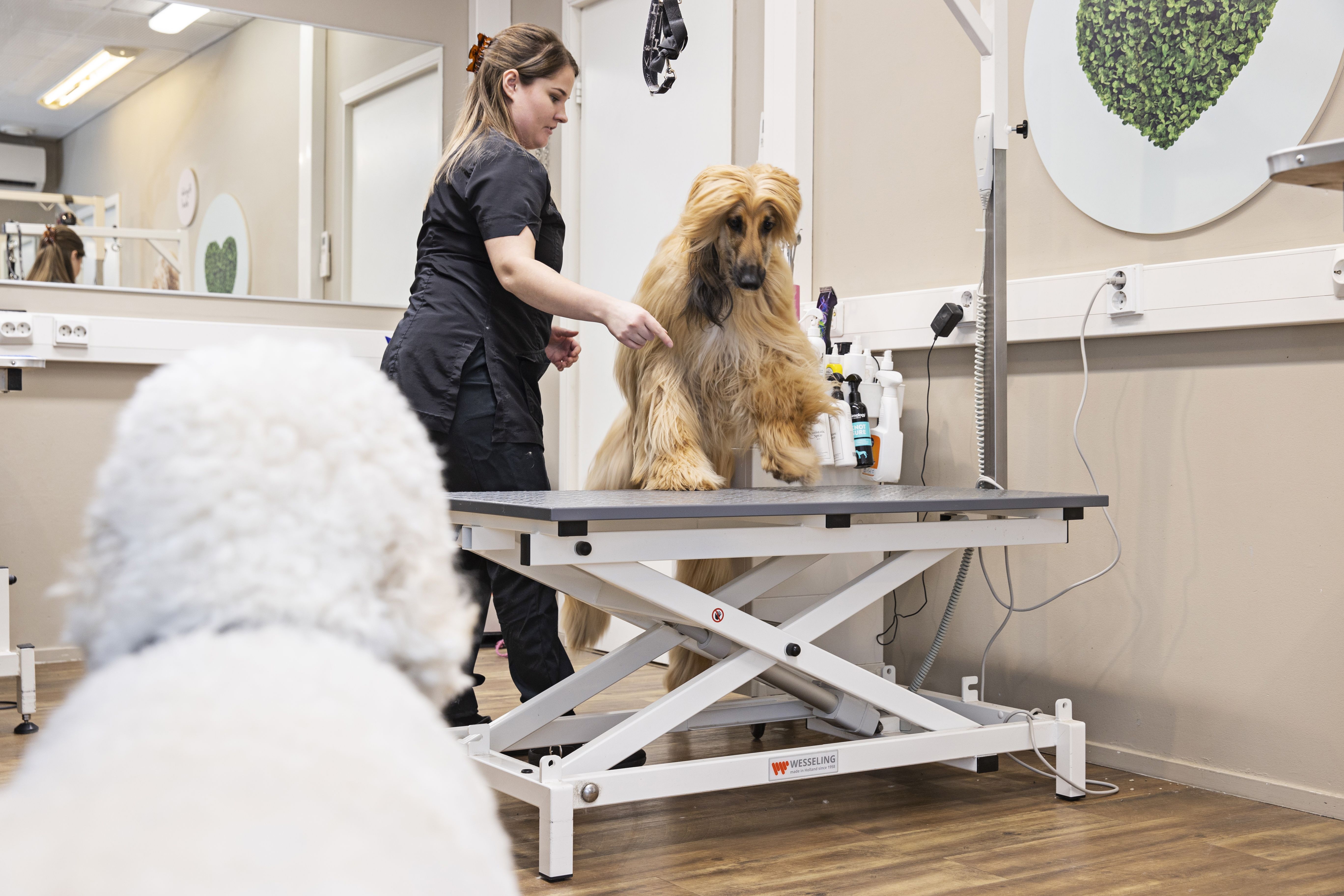 Kun afgaaninvinttikoira Margot hyppää hoitopöydälle, Remu on jo valmis ja odottelee omistajaa. 