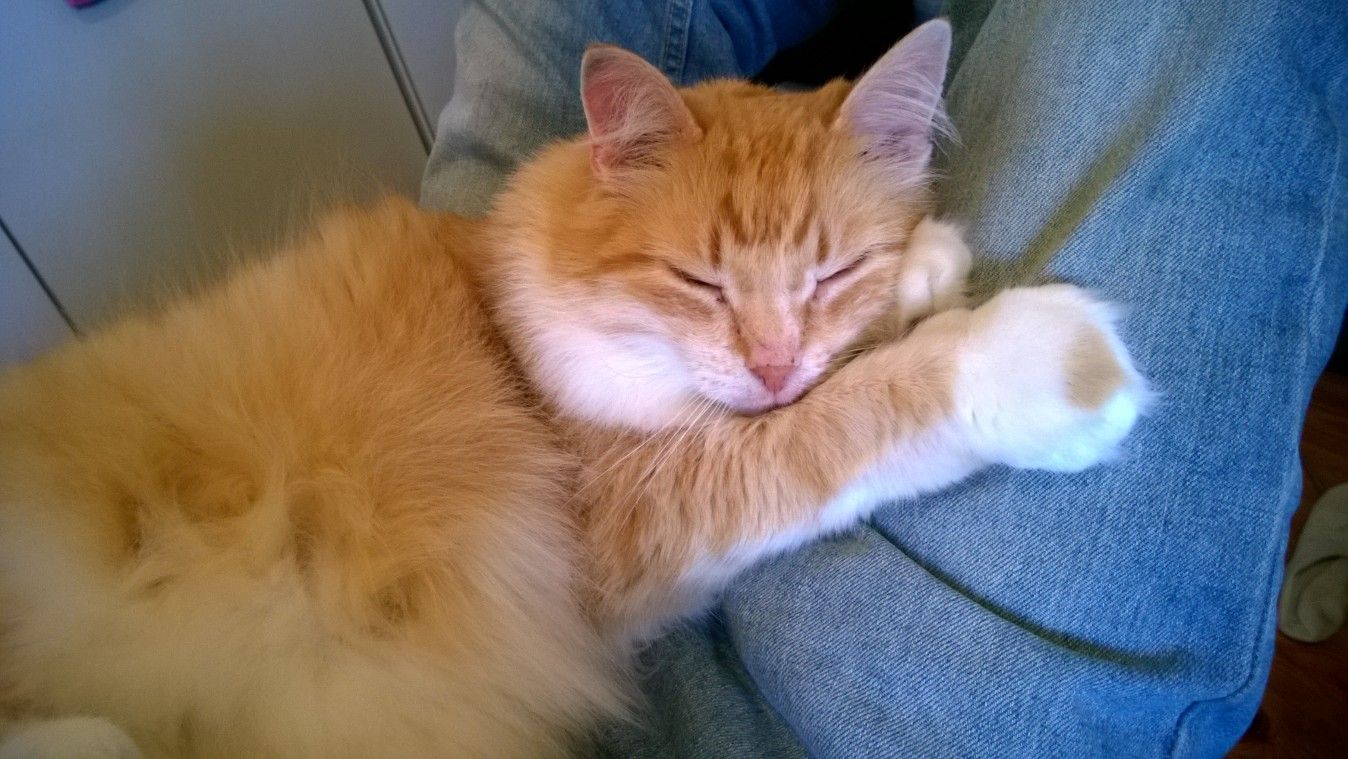 Maikki, 15, on puhelias herkkusuu, joka iän myötä on koko ajan hellyydenkipeämpi. Kun vain mahdollista, se tunkee syliin kehräämään. Maikki vastaa rakastavin kurahduksin, kun sen kanssa keskustelee. Se juoksee ovelle vastaan lempi-ihmistään, perheen aikuista poikaa Jussia. Kun jääkaappi avautuu, se on hyvää pataa myös Jussin äidin, toimittaja Anne Rikaman kanssa.