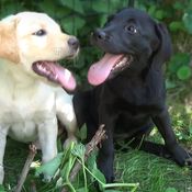 KK Elli hoitaa puutarhaa