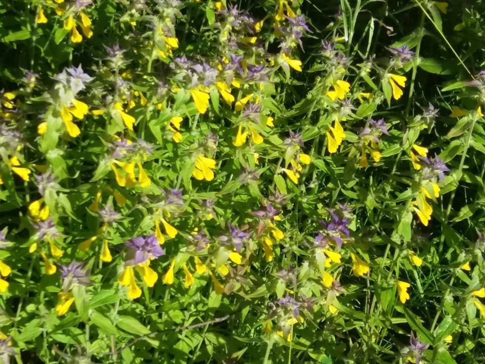 ”Meillä on tontin nurkalla tällainen pieni maitikkaniitty. Alkujaan kukat tulivat tänne Savoon Pohjois-Karjalasta juhannusruusun juurakon mukana.”- Irja Karttunen