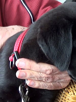 KK Elli vierailee Koskelassa