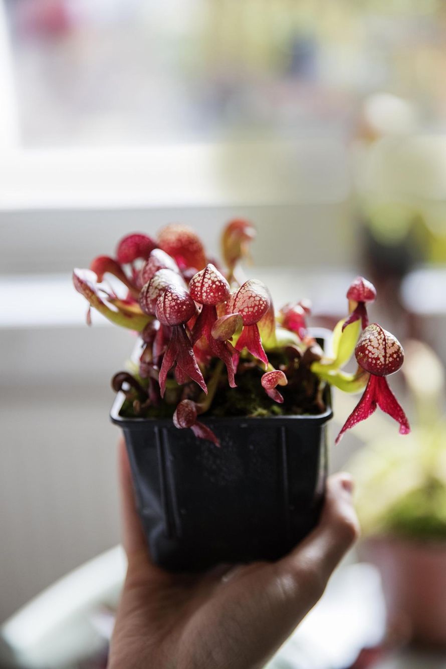 Lihansyöjäkasvit saavat energiansa auringosta, mutta ravinteet tulevat hyönteisistä. Kuvassa on kobrakasvi.