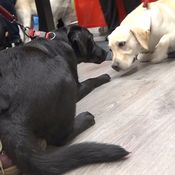 KK Elli kiinnostuu koirista