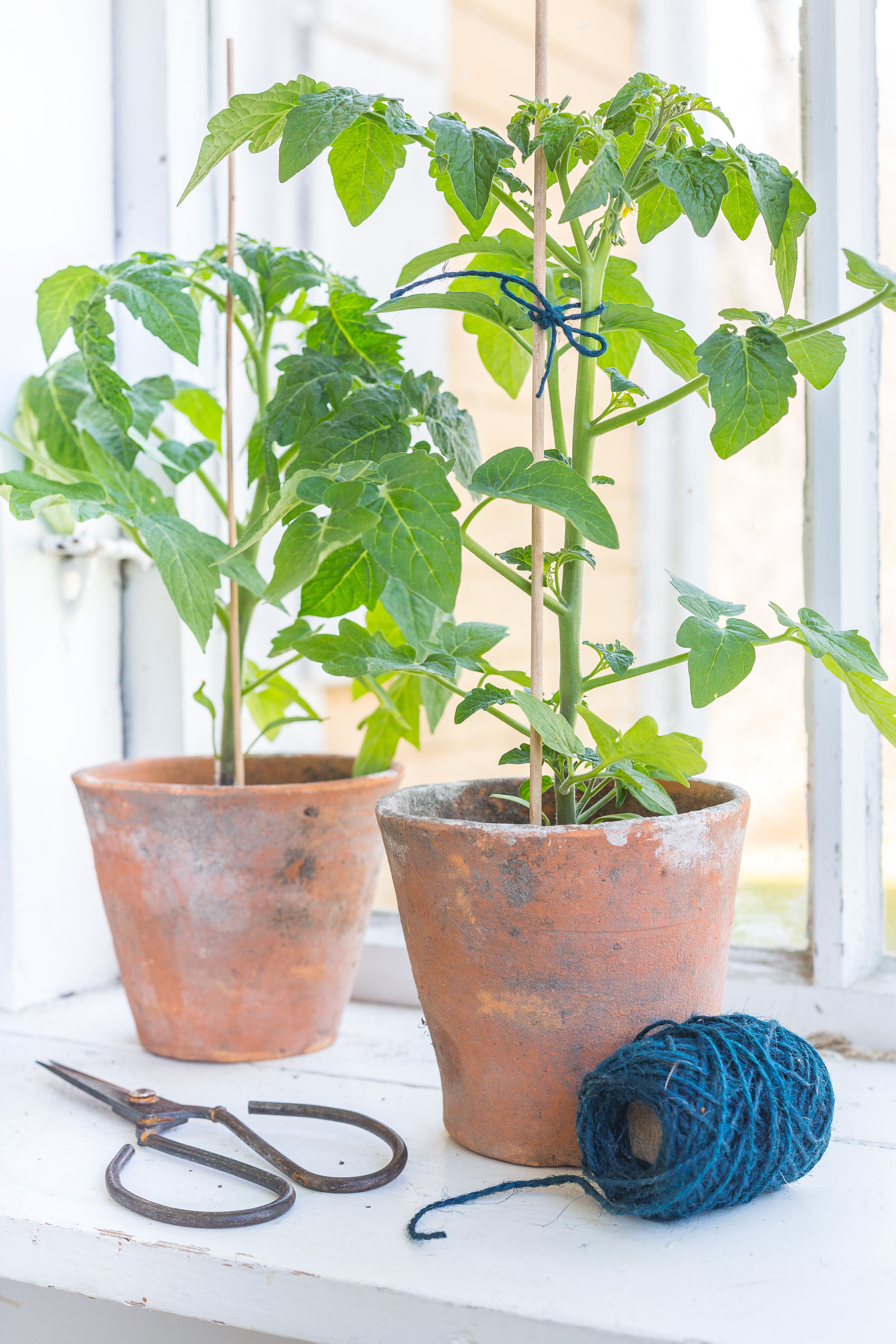 Tue tomaatintaimet ja käännä ruukkuja välillä, jotta taimet saavat tasaisesti valoa. Lannoita kasvia koulinnan ja juurtumisen jälkeen, sillä tomaatti on ravinnesyöppö. Lehtien kellastuminen voi olla merkki ravinteiden vähyydestä. Käpristyminen taas kertoo liiallisesta ravinteiden saannista.