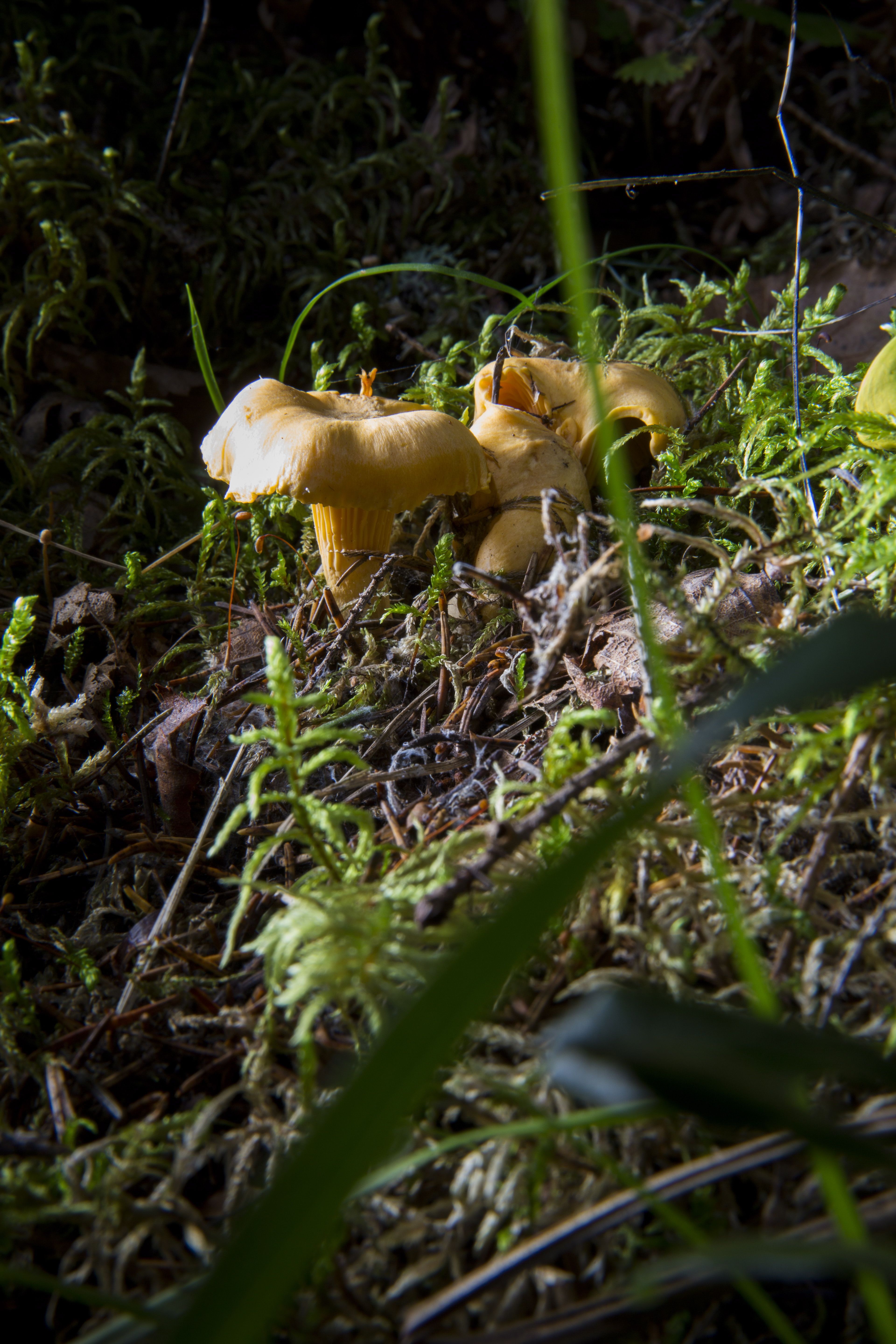 Kantarelli on paikkauskollinen sieni, joka voi kasvaa samassa paikassa useita vuosia.