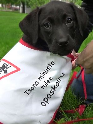 KK Elli pukee opaskoiraliivin