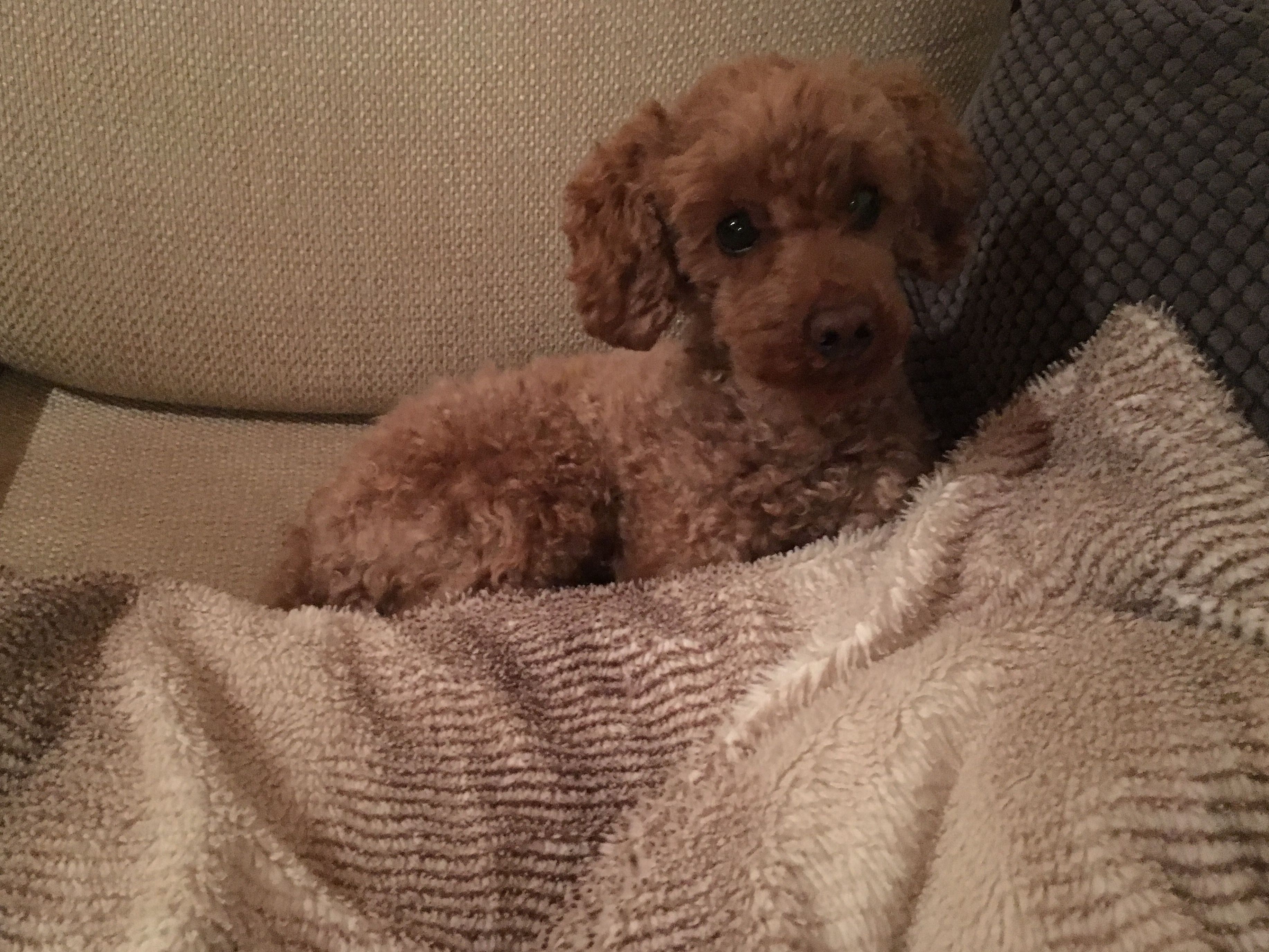 Veikko, 4, rakastaa pallon noutamista ja osaa tanssia kahdella jalalla. Unta se saa vain pää emäntänsä tyynyllä. Veikon ihminen on toimittaja Anna Sillanpää.