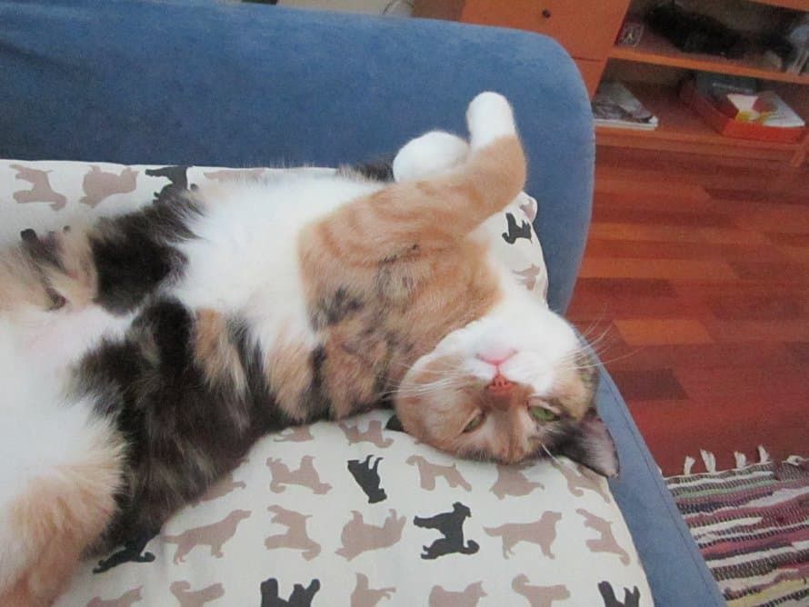 ”Pieni, pehmeä, paras kaverini löytökissa Bella. Ei mikään voita, ei edes mies, kyljessäni rohisevaa lämmintä kroppaa.” Kuva Bavaria