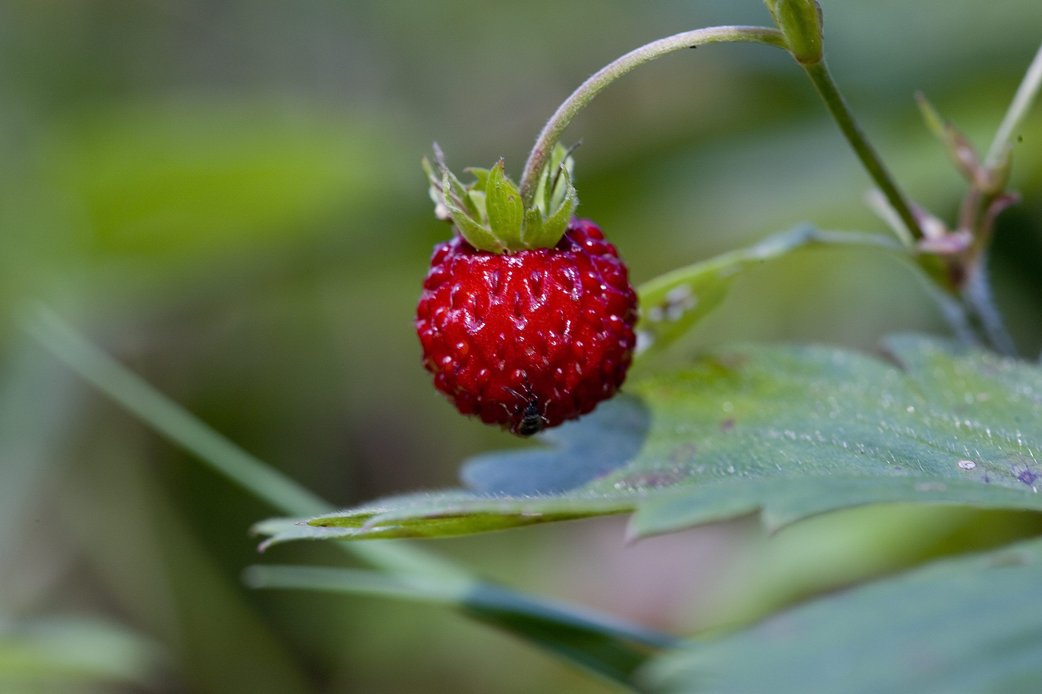 Ahomansikka saattaa aiheuttaa allergiaa, joten aluksi sitä kannattaa maistella varovasti.