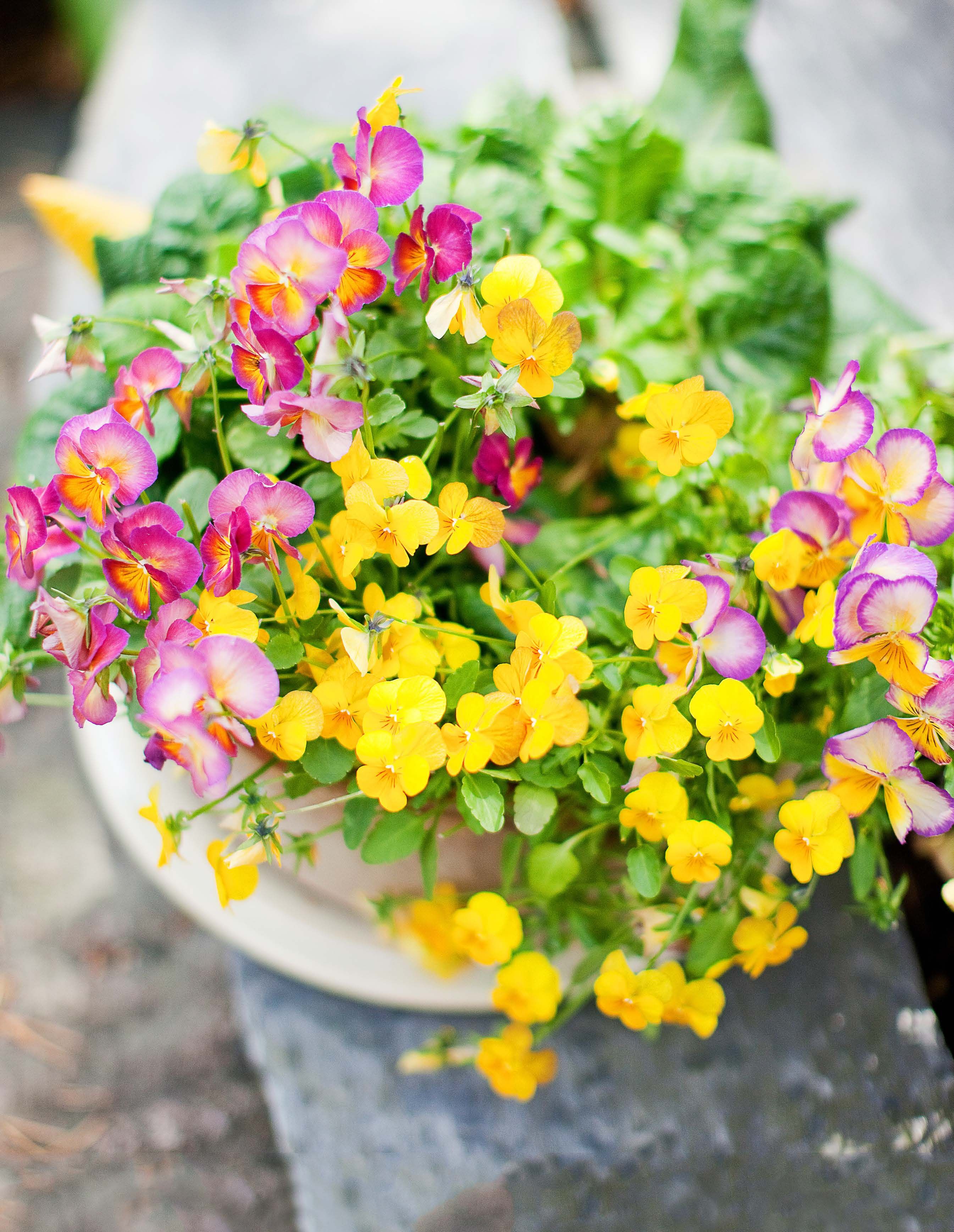 Heidi istuttaa orvokkeja ruukkuihin heti huhtikuussa. Ne kukkivat eri puolilla pihaa läpi kesän.