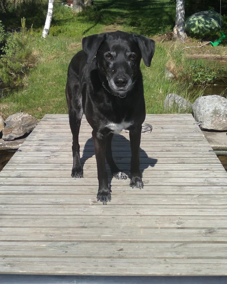 Pele tulee laiturille hyvin varovasti. Kuumana kesäpäivänä se saattaa intoutua hyppimään rantavedessä lasten kanssa.