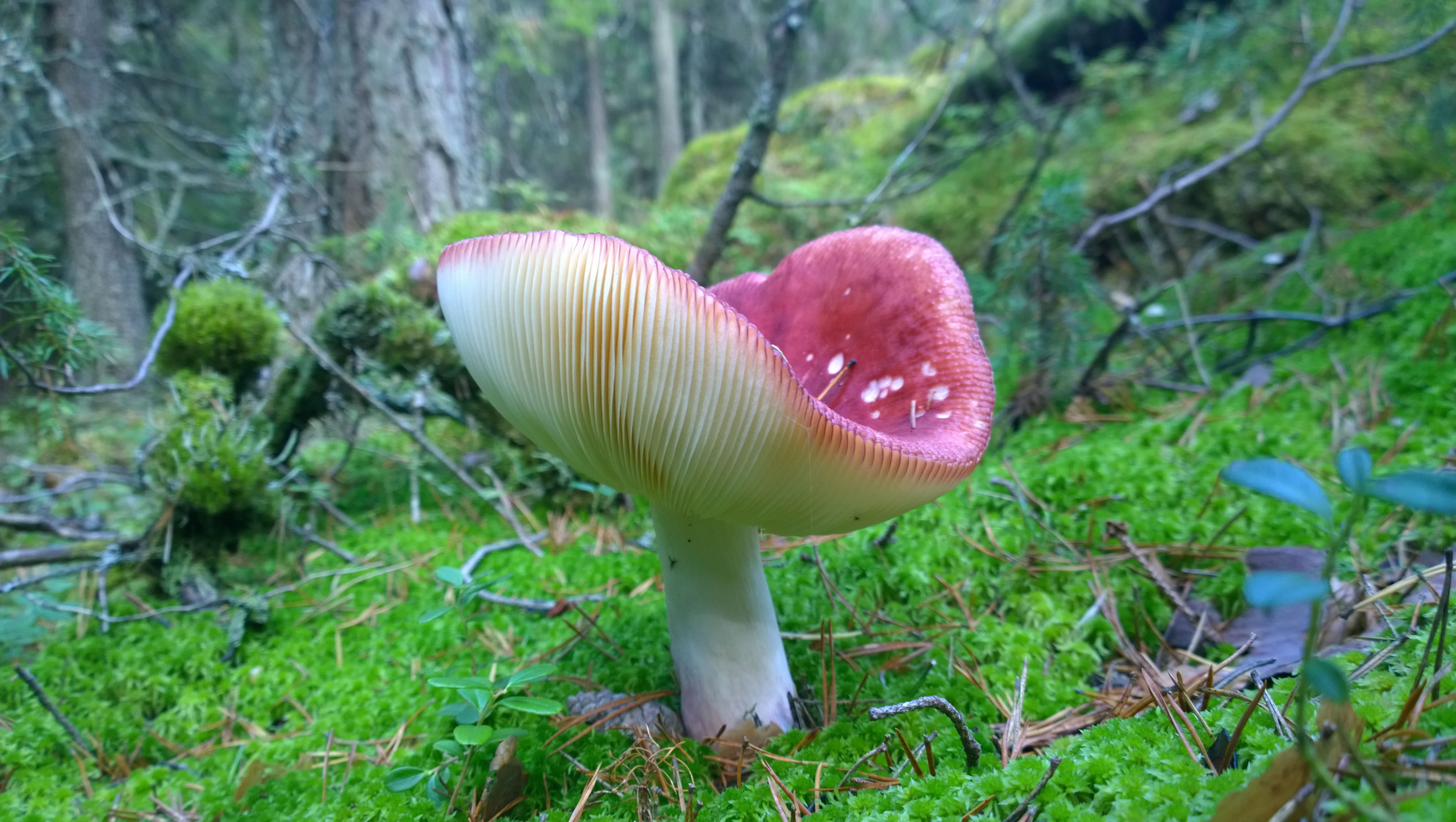 Isohapero on metsän perussieni, josta toukatkin tykkäävät. Kuva: Marienka Pakaslahti.