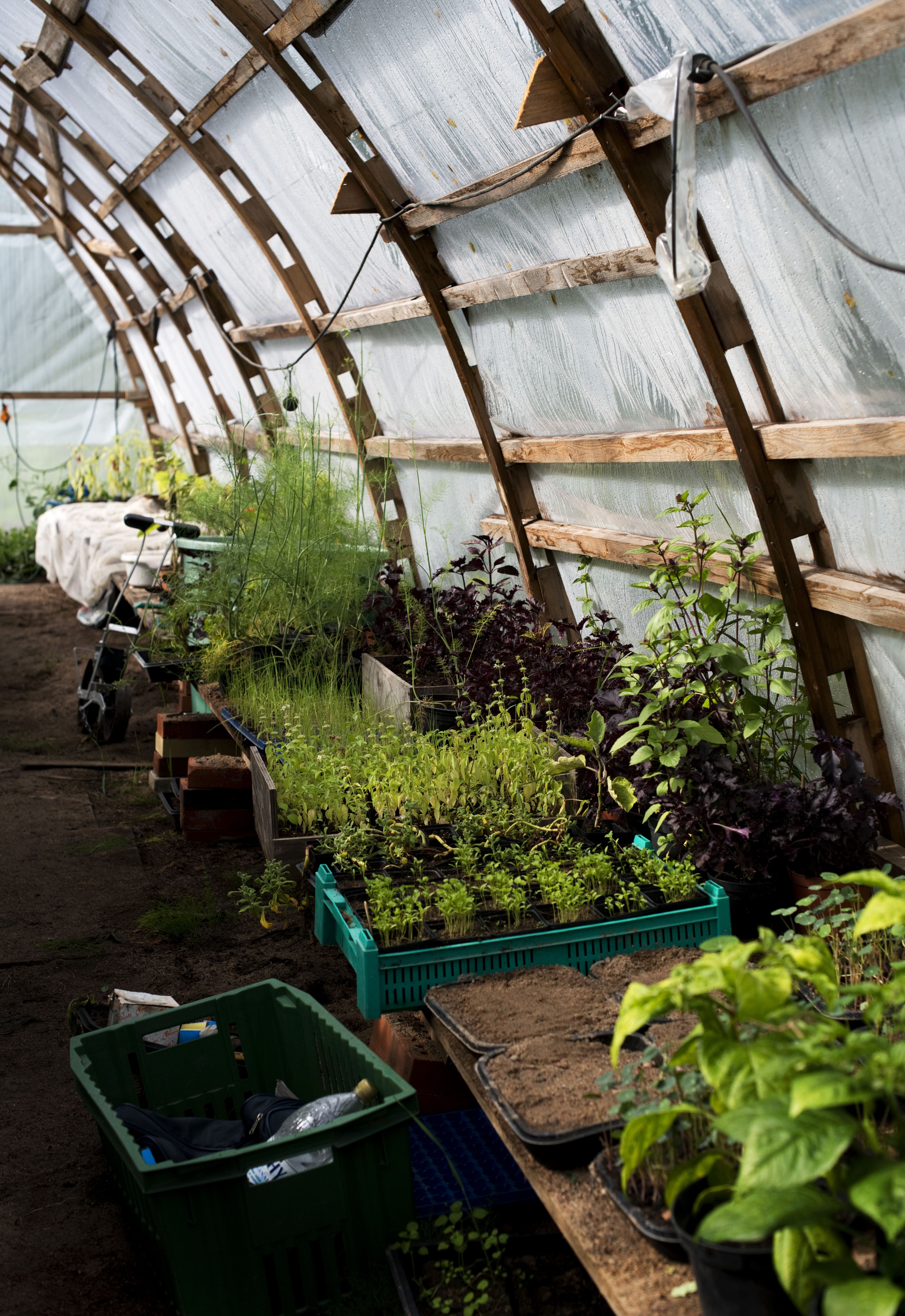 Merjan itse suunnittelemassa kasvihuoneessa kasvukausi jatkuu lokakuuhun.
