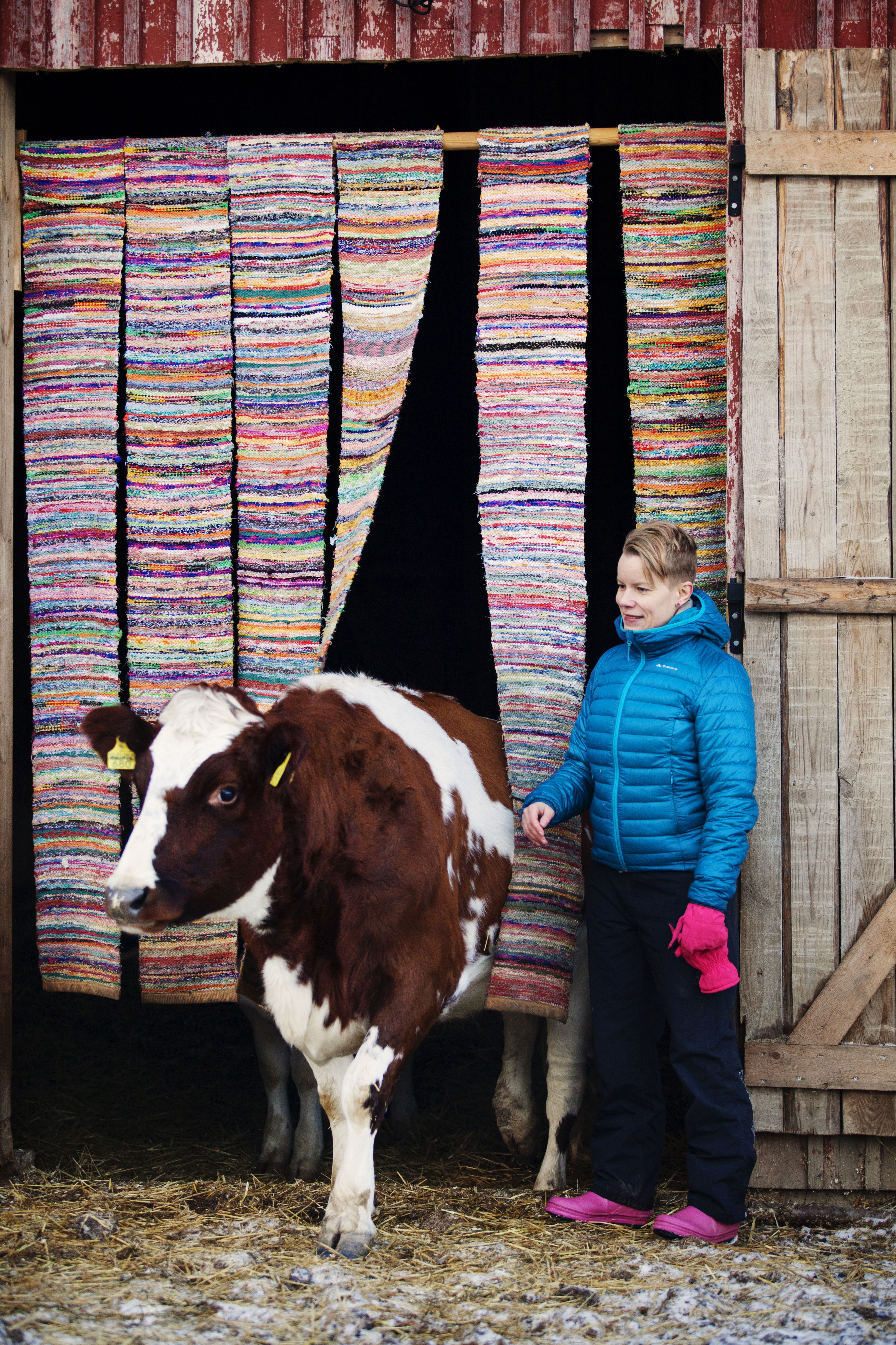 Nautalauman pomo Jennifer muutti Tuulispäähän 50 lehmän parsinavetasta. Se oli joutumassa teuraaksi, koska se oli liian pieni siemennettäväksi.