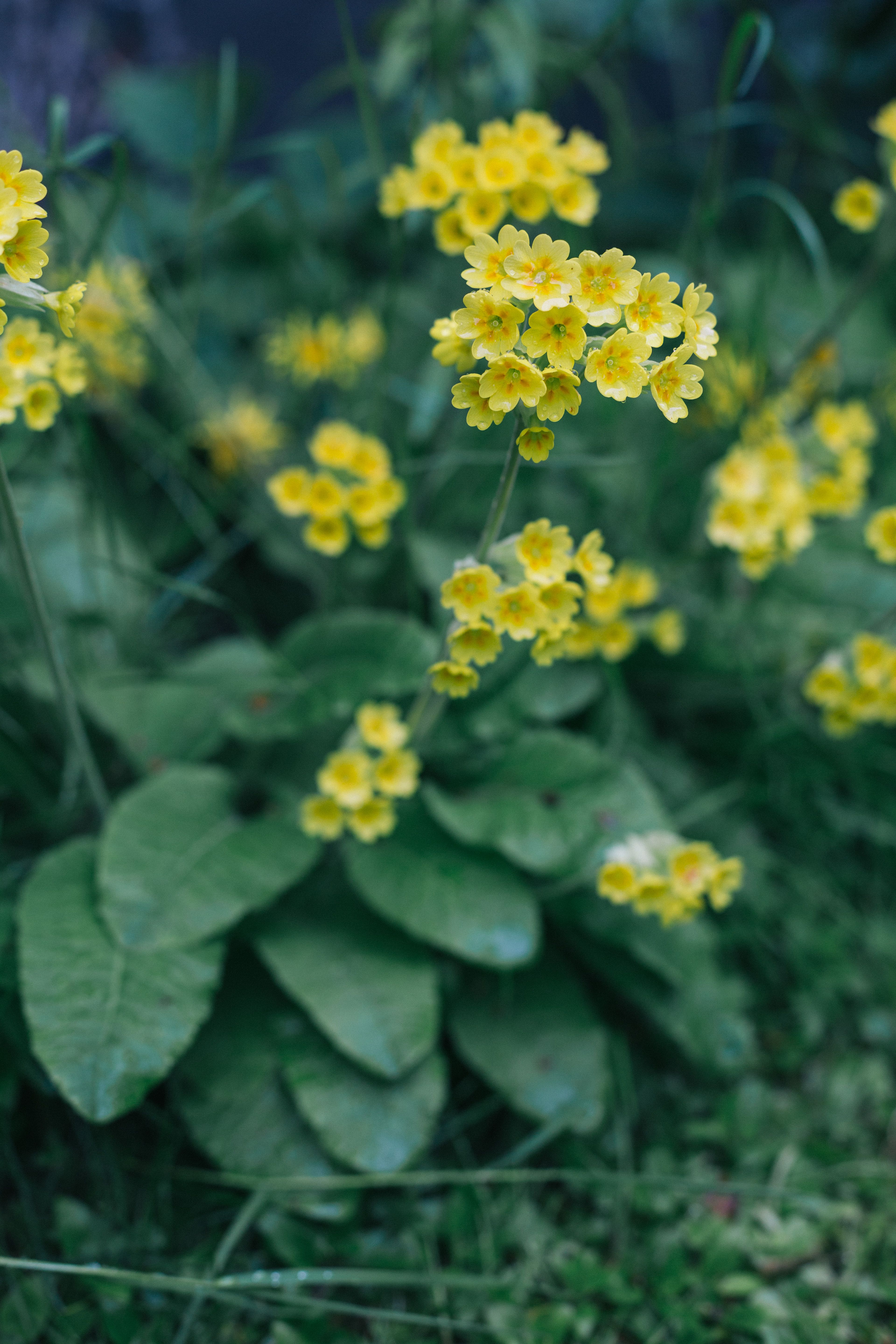 Kevätesikko värittää pihaa toukokuussa.
