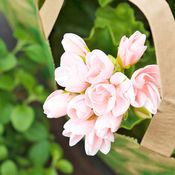 Tulppaanipelargoni on kaunis pienikukkainen tulppaanilajike.